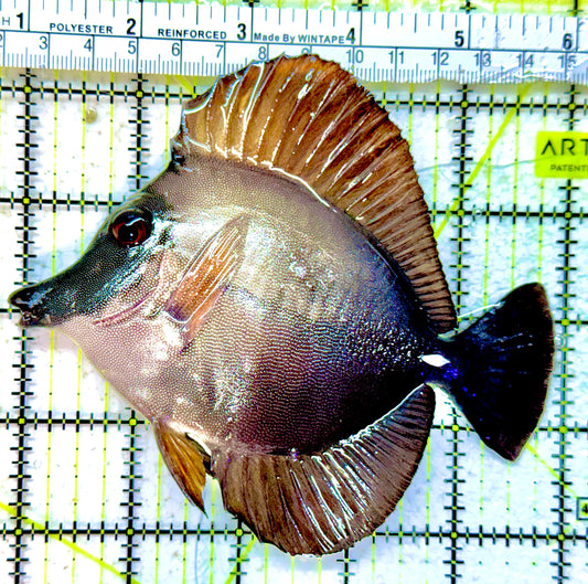 Rare Koi Scopas Tang RKST042501 WYSIWYG Size: XL 5"