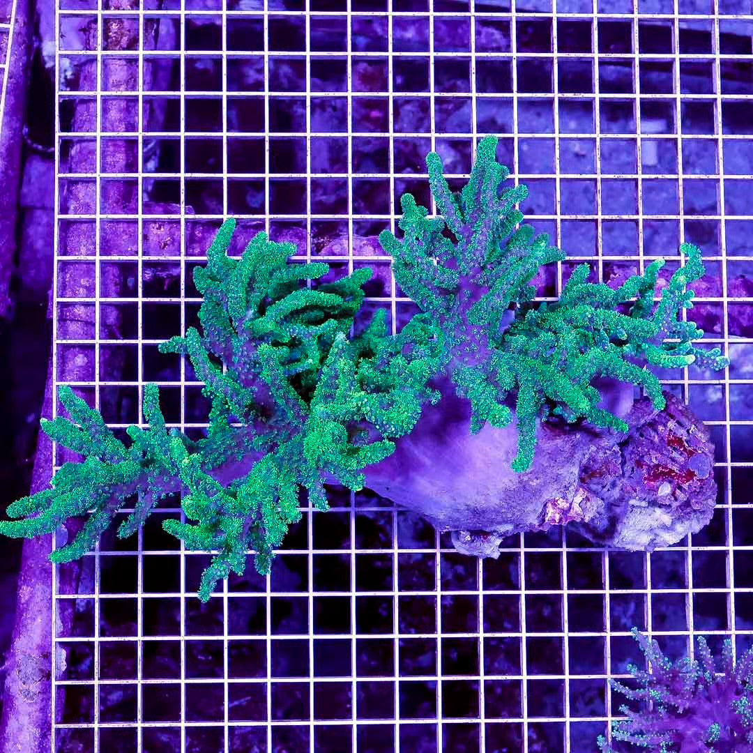 Aussie Ultra Neon Sinularia Mother Colony AUNSMC072802 WYSIWYG