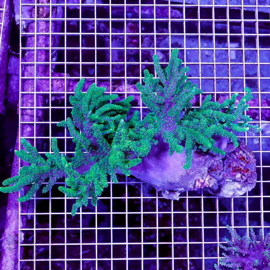 Aussie Ultra Neon Sinularia Mother Colony AUNSMC072802 WYSIWYG