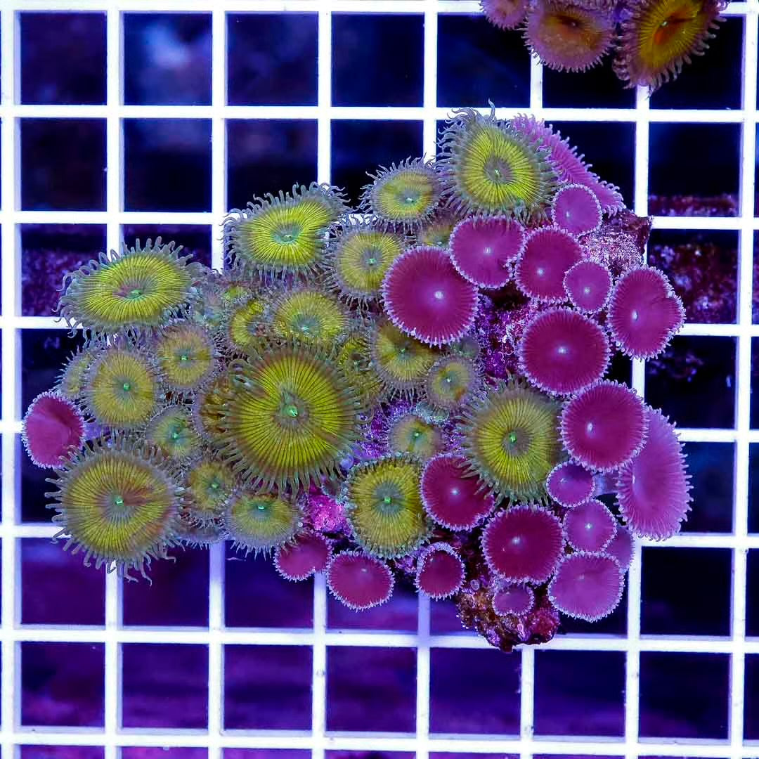 Aussie Purple Palythoa Mother Colony APPMC072801 WYSIWYG