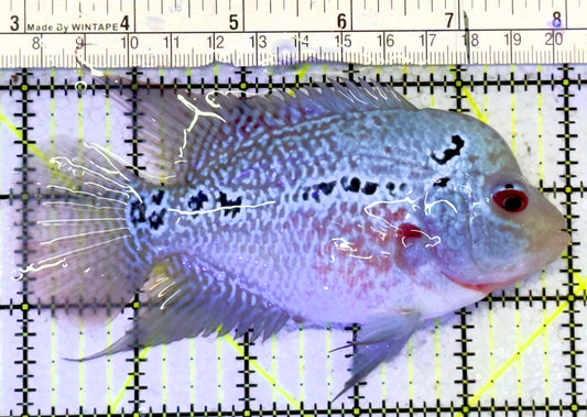 King Kamfa Flowerhorn Cichlid KKFC061101 WYSIWYG Size : ML 5" approx