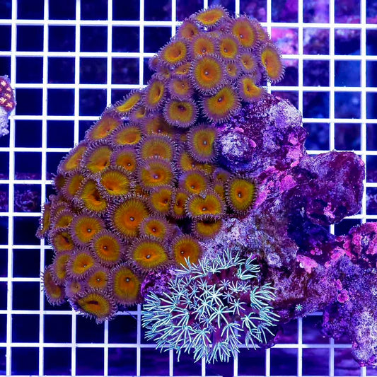 Aussie Ultra Palythoa/Green Star Polyp Mother Colony AUPGSPMC072801 WYSIWYG