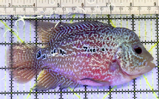 King Kamfa Flowerhorn Cichlid KKFC061102 WYSIWYG Size : ML 6" approx