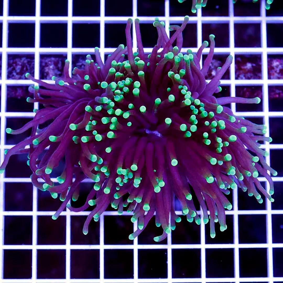 Aussie Green Tip Torch Mother Colony AGTTMC072801 WYSIWYG