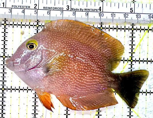 Yellow Eye Kole Tang (Spotted Maldives Special Grade) YEKT042501 WYSIWYG Size: XL 4.5"