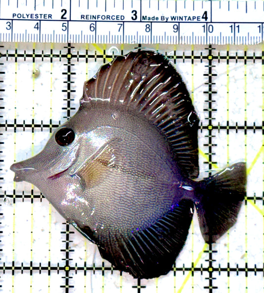 Scopas Tang ST042502 WYSIWYG Size: M 3.25"