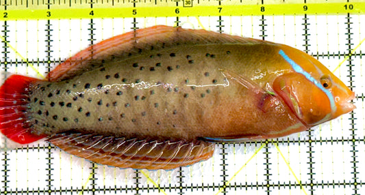 Red Coris Formosa Wrasse Adult RCW062201 WYSIWYG Size: XXL 8.5"
