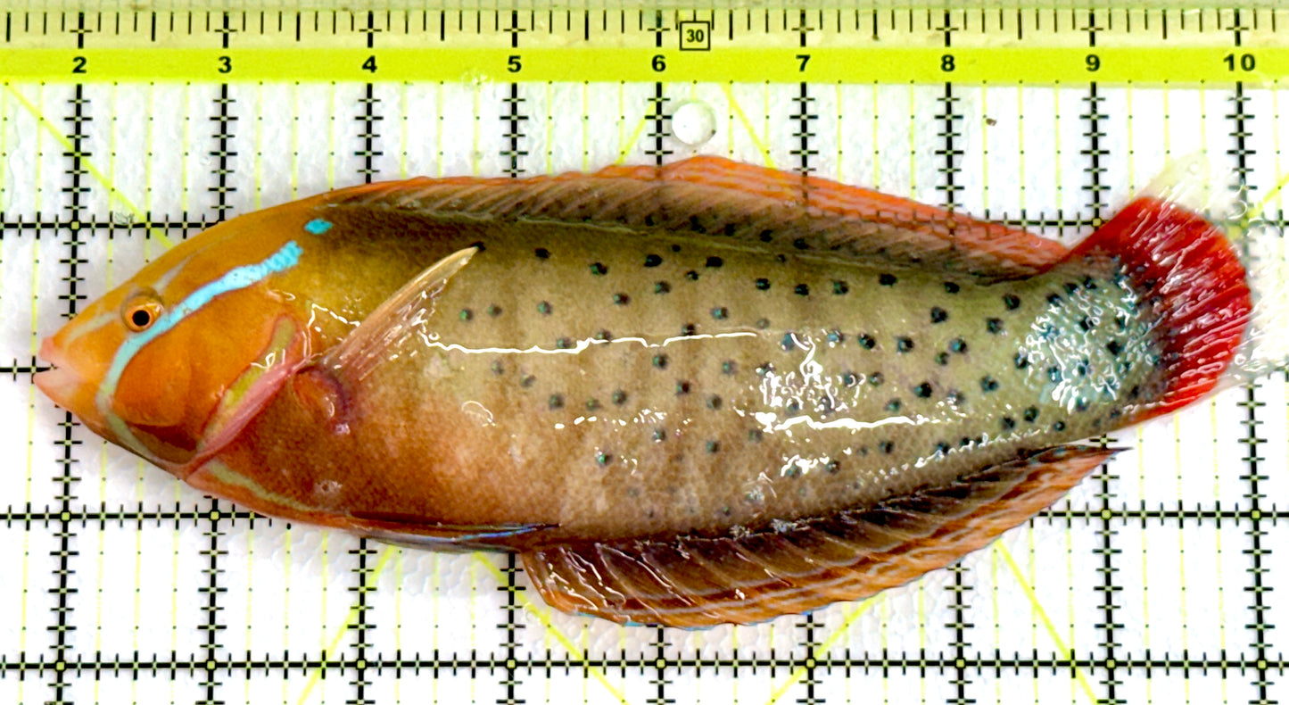 Red Coris Formosa Wrasse Adult RCW062201 WYSIWYG Size: XXL 8.5"