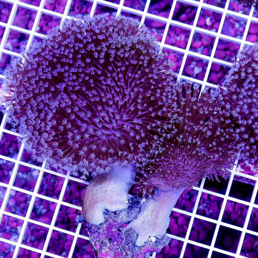 Aussie Purple Toadstool Mother Colony APTMC072803 WYSIWYG