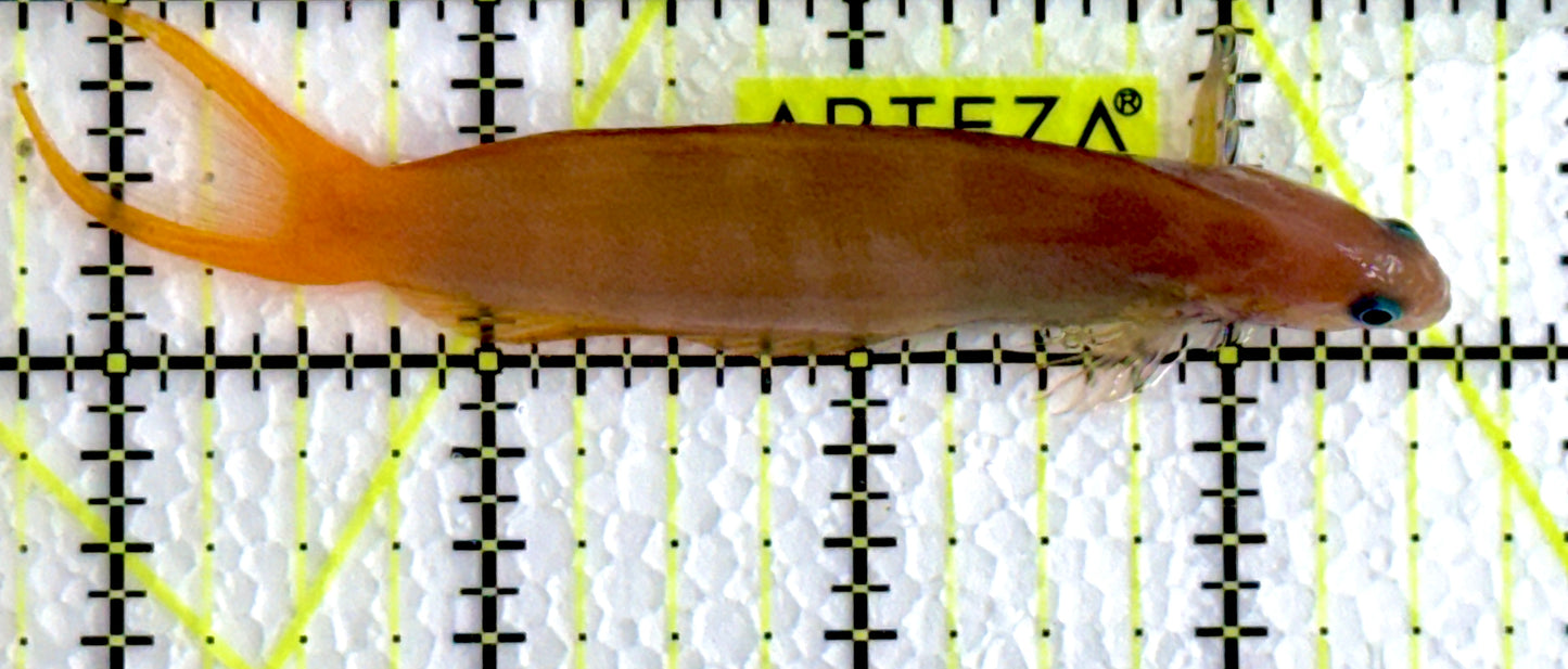 Golden Midas Blenny Africa GMB062201 WYSIWYG Size: L 3.75"