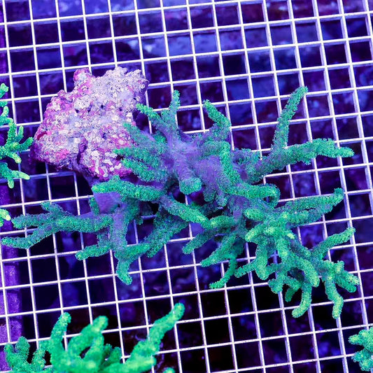 Aussie Ultra Neon Sinularia Mother Colony AUNSMC072803 WYSIWYG