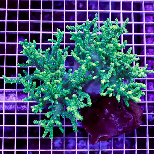 Aussie Ultra Neon Sinularia Mother Colony AUNSMC072804 WYSIWYG