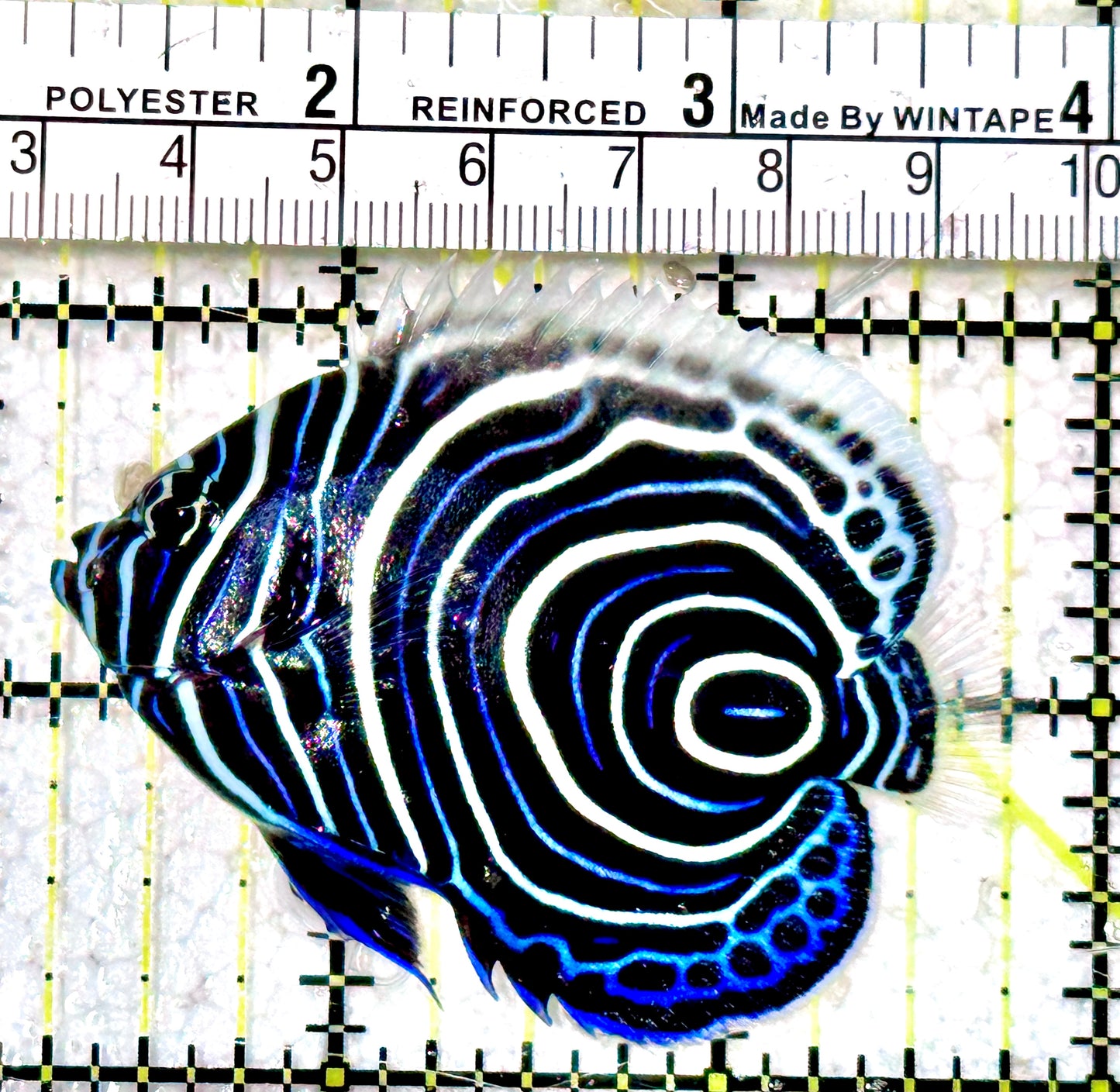 Emperor Angelfish Juvenile EAJ042502 WYSIWYG Size: M 2.5"