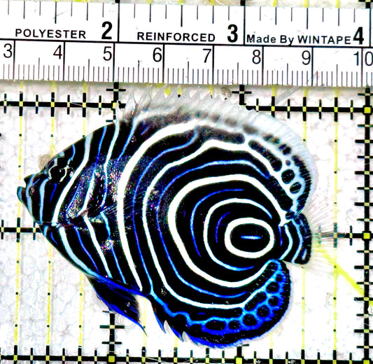 Emperor Angelfish Juvenile EAJ042502 WYSIWYG Size: M 2.5"