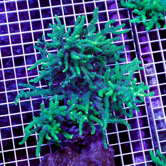 Aussie Ultra Neon Sinularia Mother Colony AUNSMC072805 WYSIWYG