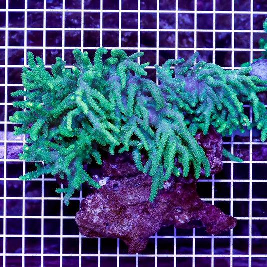 Aussie Ultra Neon Sinularia Mother Colony AUNSMC072806 WYSIWYG