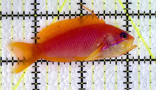 Female Lyretail Anthias (Maldives) FLA062201 WYSIWYG Size: M 2.75"