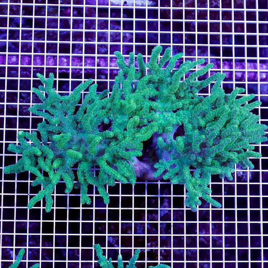 Aussie Ultra Neon Sinularia Mother Colony AUNSMC072809 WYSIWYG