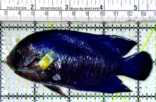 Yellowfin Angelfish (Maldives Special Grade) YA042501 WYSIWYG Size: XXL 4.25"