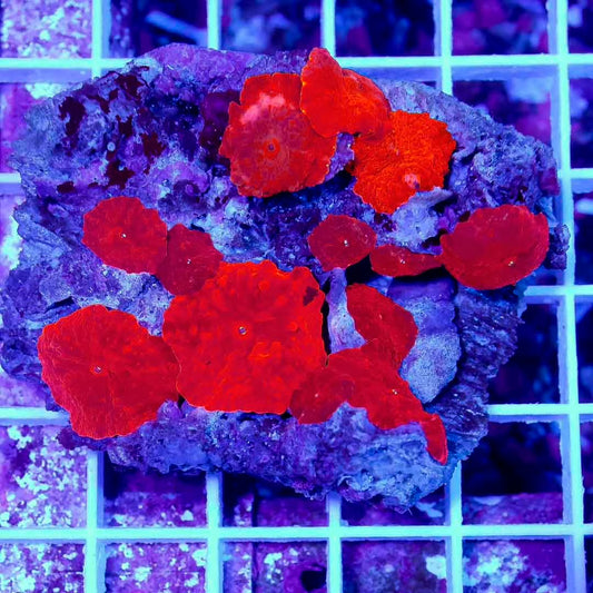 Aussie Blood Red Mushroom Mother Colony ABRMMC072801 WYSIWYG