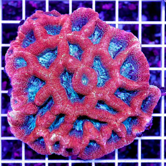 Ultra Aussie Acan Bowerbanki Mother Colony UAABMC070901 WYSIWYG