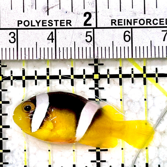 Sebae Clownfish SC042601 WYSIWYG Size: S 1.5"