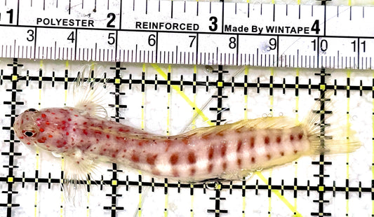 Orange Spotted Blenny (Maldives) OSB042501 WYSIWYG Size: 3.25"