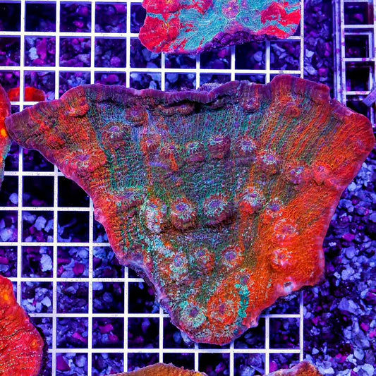 Ultra Aussie Echinophyllia Mother Colony UAABMC070902 WYSIWYG