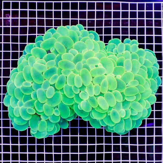 Indo Ultra Neon Bubble Coral Mother Colony UNBCMC070901 WYSIWYG