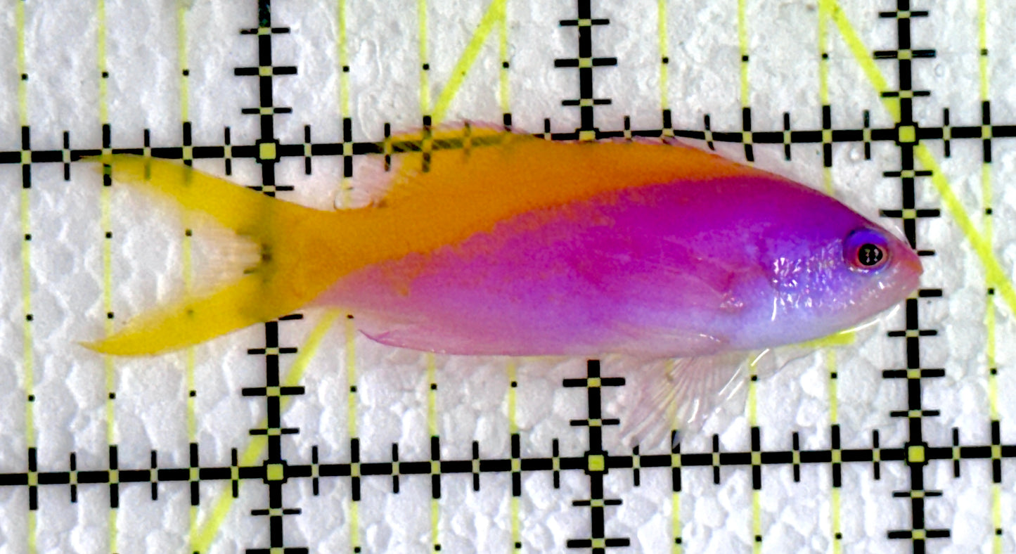 Evan's Anthias EA062202 WYSIWYG Size: M 2.5"
