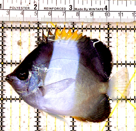 Blue Zoster Pyramid Butterflyfish (Reefsafe) BZB042501 WYSIWYG Size : ML 3.5"