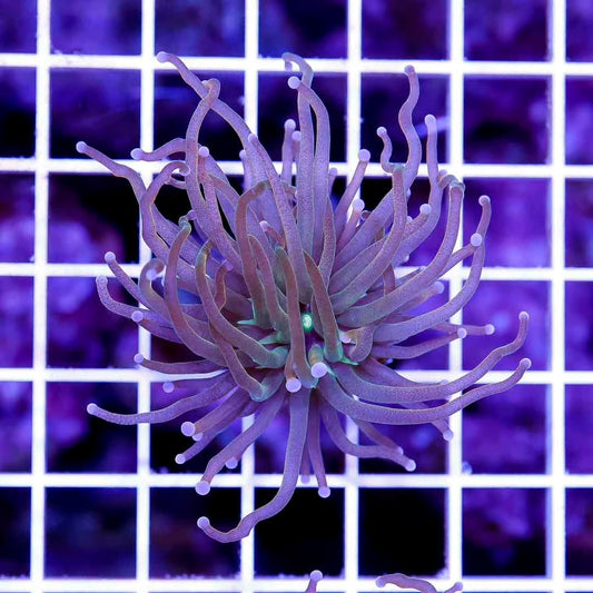Holy Grail Torch 1H Mother Colony HGTMC070901 WYSIWYG