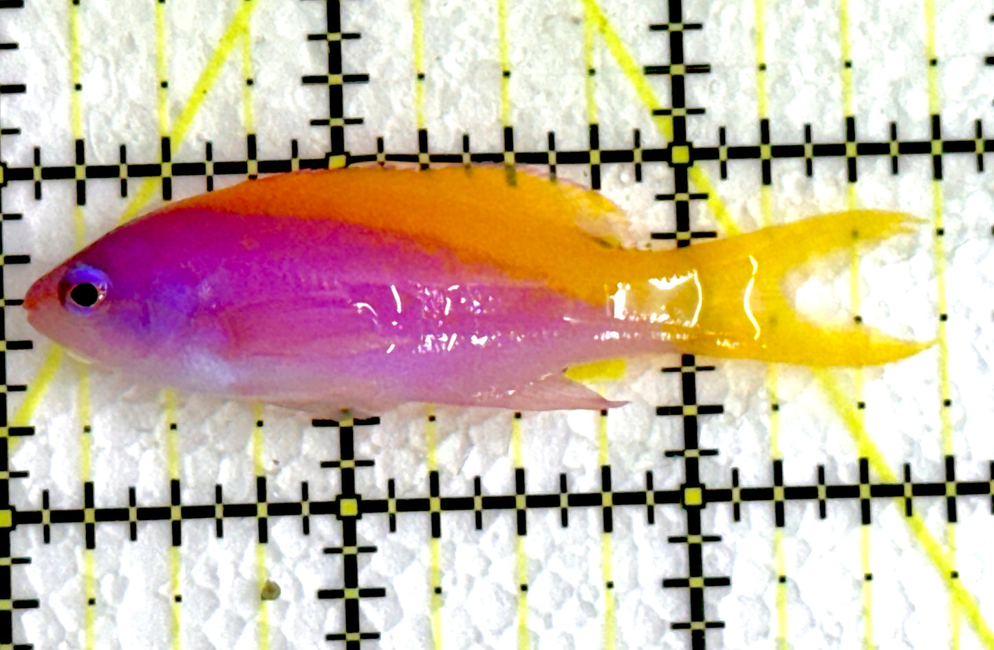 Evan's Anthias EA062202 WYSIWYG Size: M 2.5"