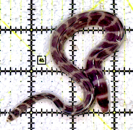 Banded Moray Eel BME042501 WYSIWYG Size: S 8"