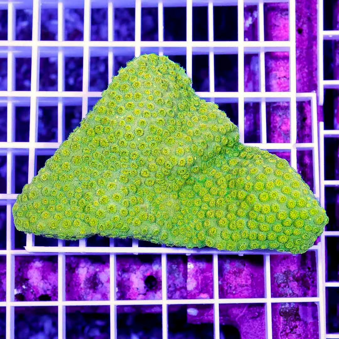 Ultra Aussie Gold Cyphastrea Mother Colony UAGCMC070901 WYSIWYG
