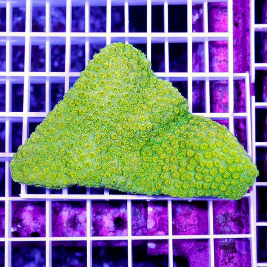 Ultra Aussie Gold Cyphastrea Mother Colony UAGCMC070901 WYSIWYG