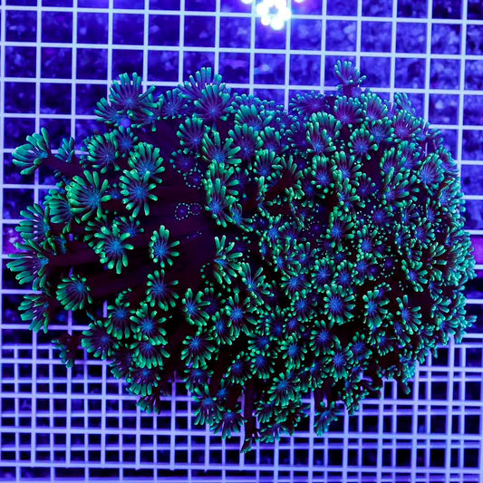Met Aussie Alveopora Mother Colony MAAMC070901 WYSIWYG