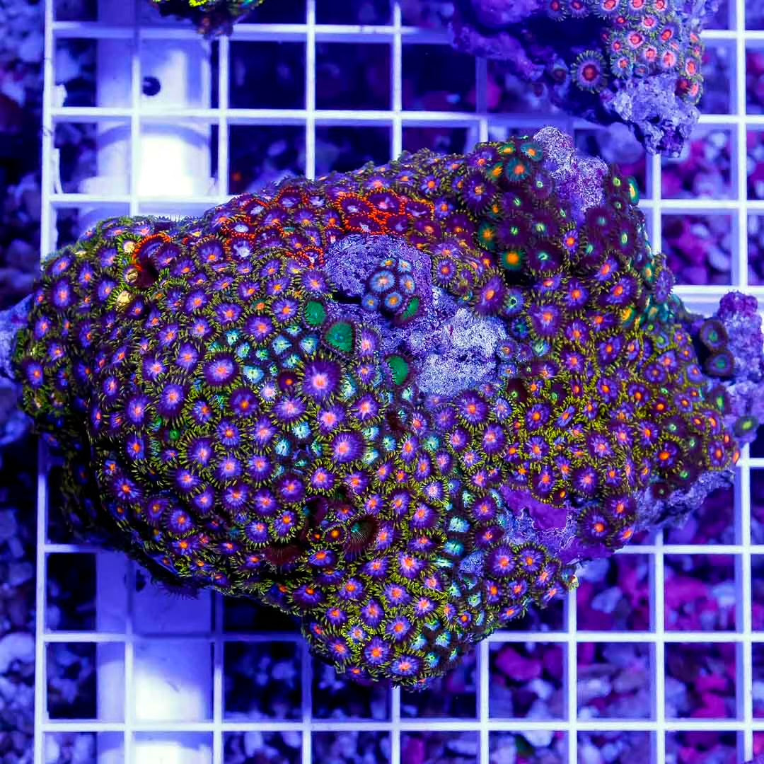 Unique Indo Unique Zoa Mother Colony UIUMC071202 WYSIWYG