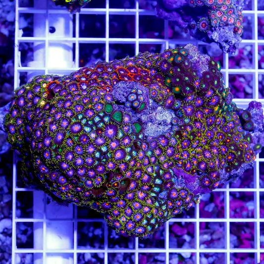 Unique Indo Unique Zoa Mother Colony UIUMC071202 WYSIWYG