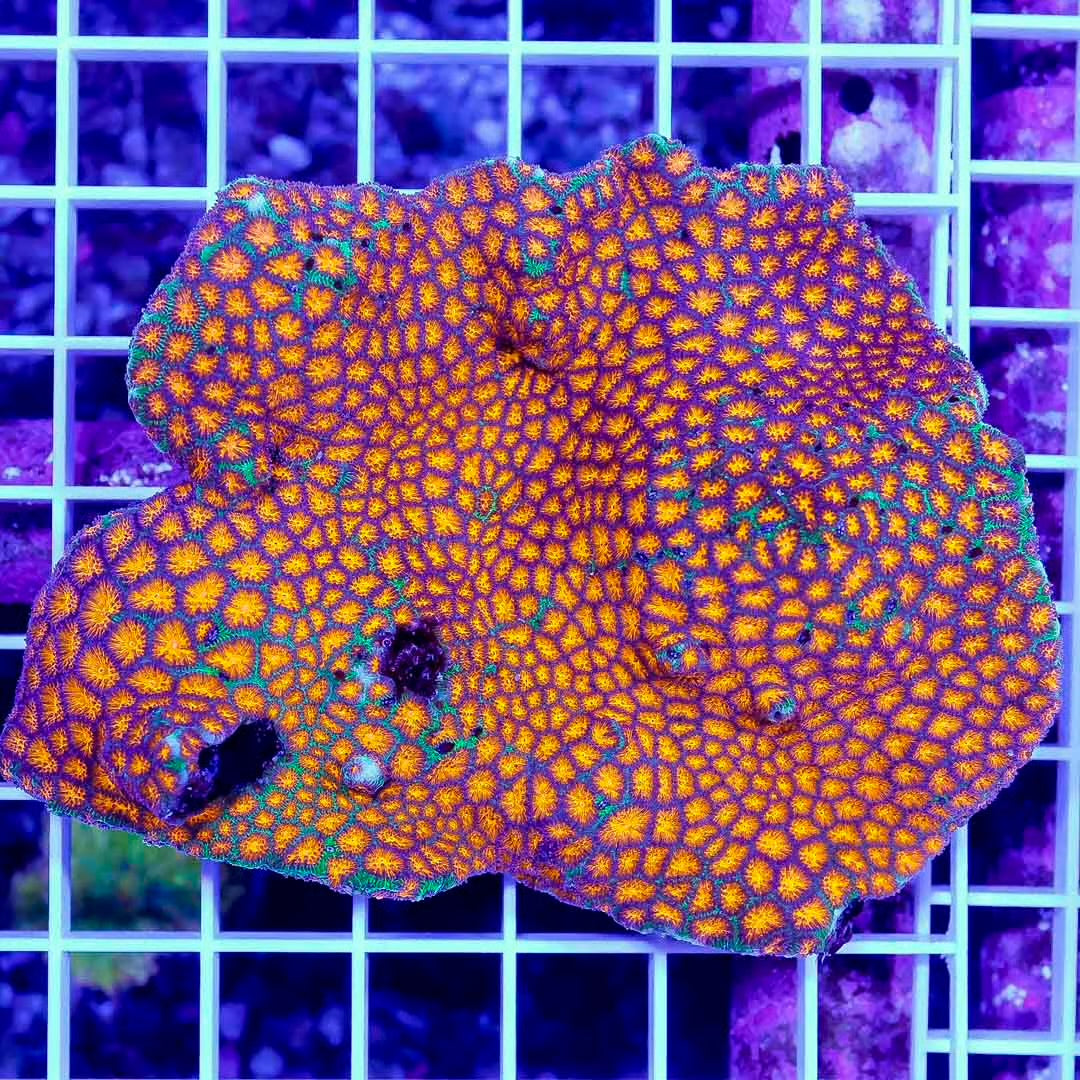 Ultra Aussie Lepthastrea Mother Colony UALMC070901 WYSIWYG