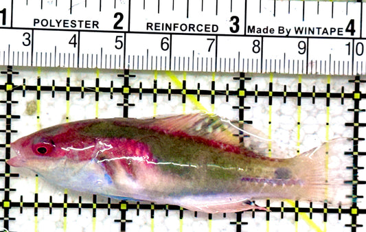 Exquisite Fairy Wrasse (Maldives Special Grade) EFW042501 WYSIWYG Size: M 3"