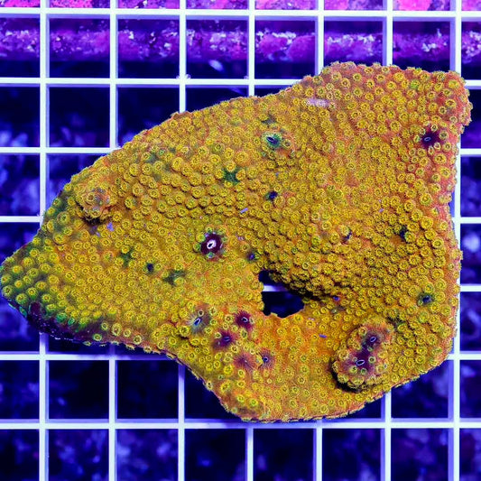 Ultra Aussie Gold Cyphastrea Mother Colony UALMC070902 WYSIWYG