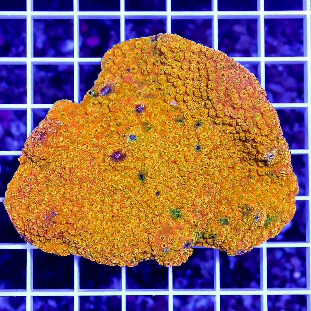 Ultra Aussie Gold Cyphastrea Mother Colony UALMC070903 WYSIWYG