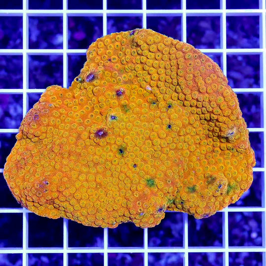 Ultra Aussie Gold Cyphastrea Mother Colony UALMC070903 WYSIWYG