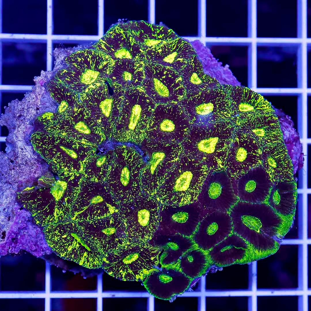 Ultra Aussie Goniastrea Mother Colony UAGMC070901 WYSIWYG