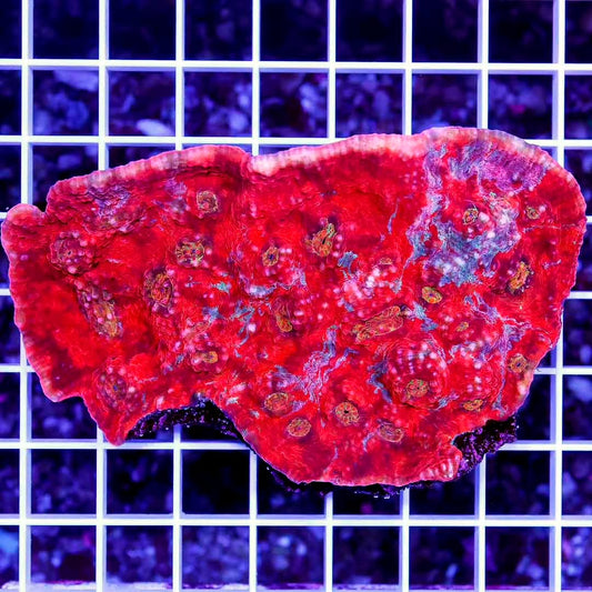 Ultra Solomon Island Echinophyllia Mother Colony USIEMC070901 WYSIWYG