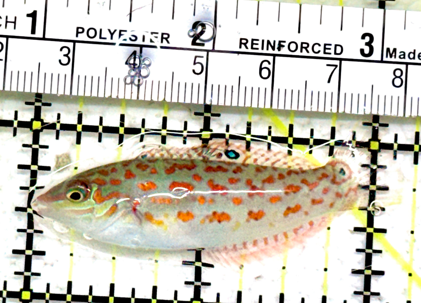 Timor Wrasse TW042501 WYSIWYG Size: ML 2.25"