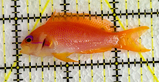 Female Lyretail Anthias (Maldives) FLA062204 WYSIWYG Size: M 2.5"