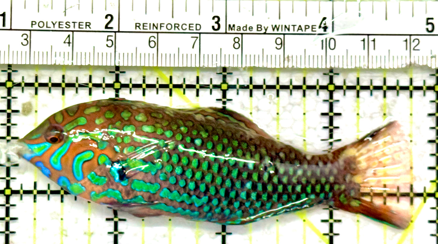 Ornate Leopard Wrasse OLW042603 WYSIWYG Size: XXL/SHOW 3.75"