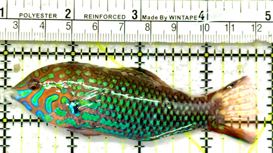 Ornate Leopard Wrasse OLW042603 WYSIWYG Size: XXL/SHOW 3.75"